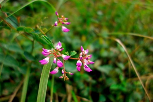 怎么辨别香花崖豆藤, 香花崖豆藤图片